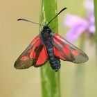 Sumpfhornklee-Widderchen - Zygaena trifolii