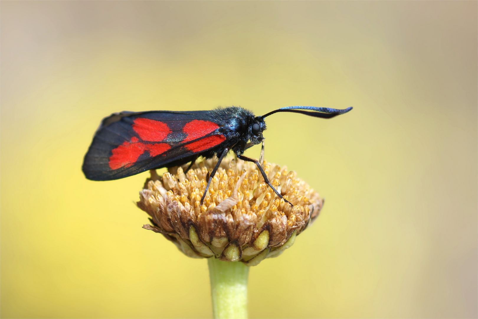 Sumpfhornklee-Widderchen (Zygaena trifolii).