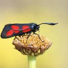 Sumpfhornklee-Widderchen (Zygaena trifolii).