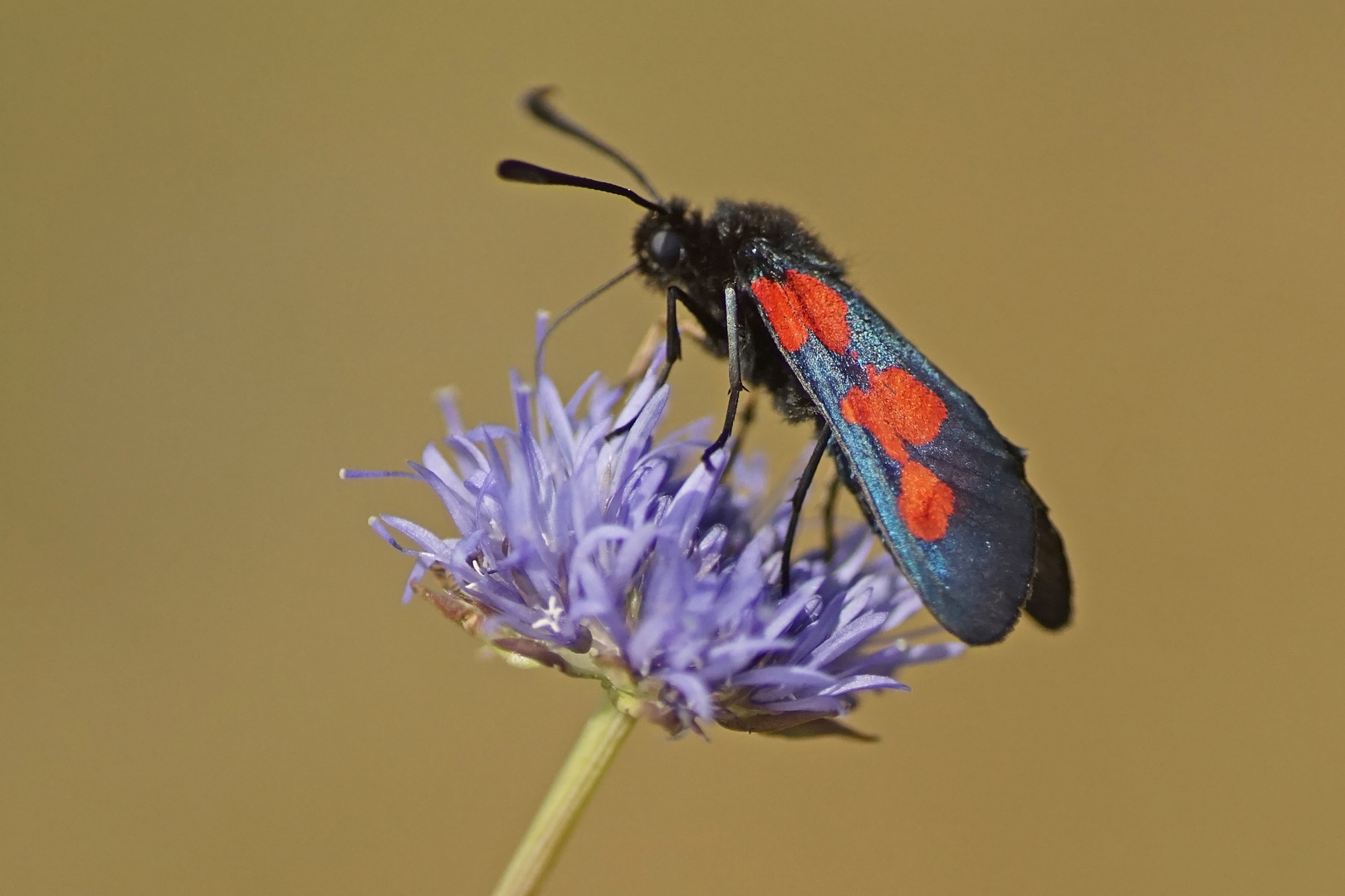 Sumpfhornklee-Widderchen (Zygaena trifolii)