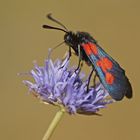 Sumpfhornklee-Widderchen (Zygaena trifolii)