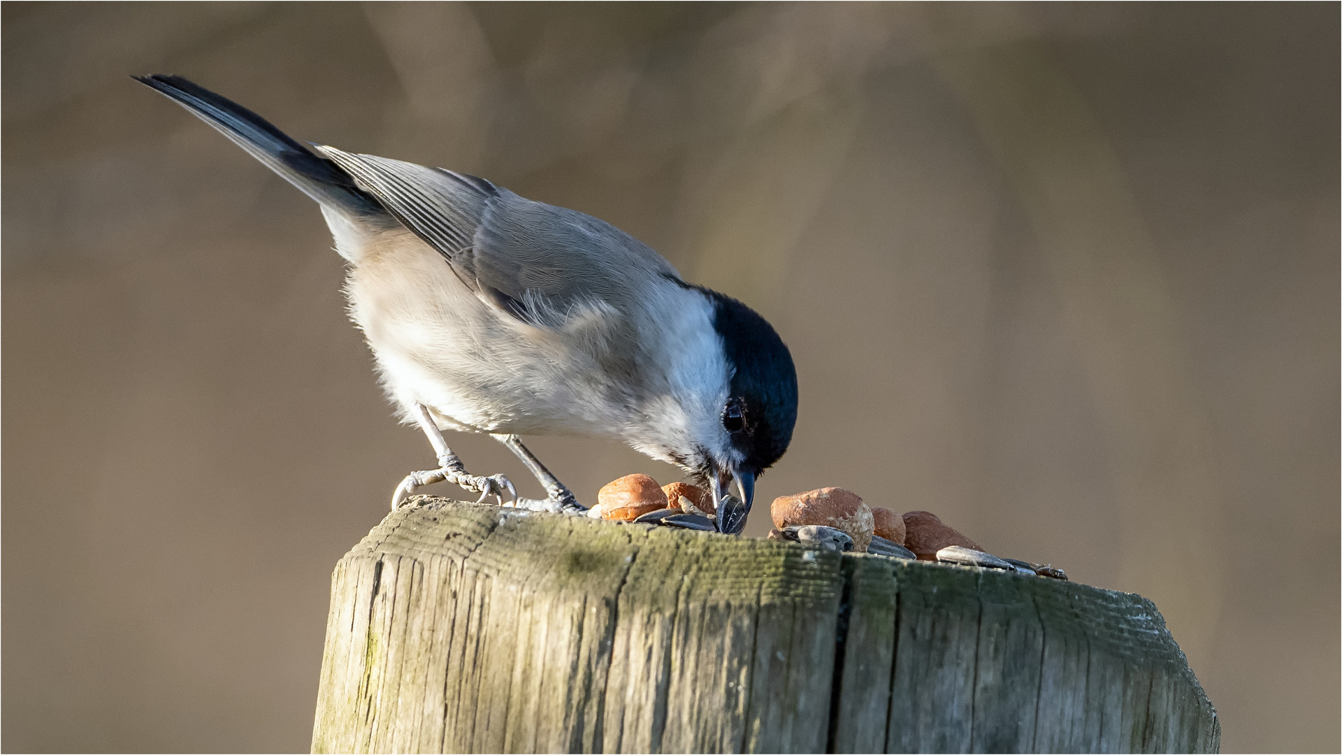 Sumpfi up de Fudderpfosten  .....