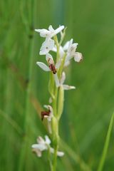 Sumpfknabenkraut Albino bei Bad Feilnach