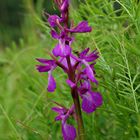 Sumpfknabenkraut (Orchis palustris) - 8.6.12