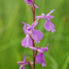 Sumpfknabenkraut (Orchis palustris) bei Bad Feilnach am 27.6.09