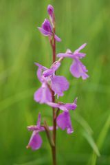 Sumpfknabenkraut (Orchis palustris) bei Bad Feilnach am 27.6.09