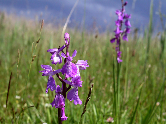 Sumpfknabenkraut - Orchis palustris