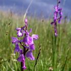 Sumpfknabenkraut - Orchis palustris