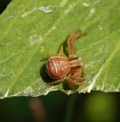 Sumpfkrabbenspinne (Xysticus ulmi)