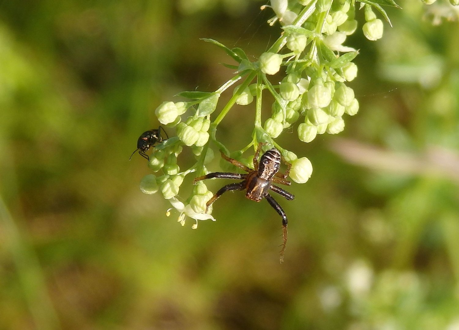 Sumpfkrabbenspinne (Xysticus ulmi) auf der Jagd