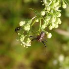 Sumpfkrabbenspinne (Xysticus ulmi) auf der Jagd