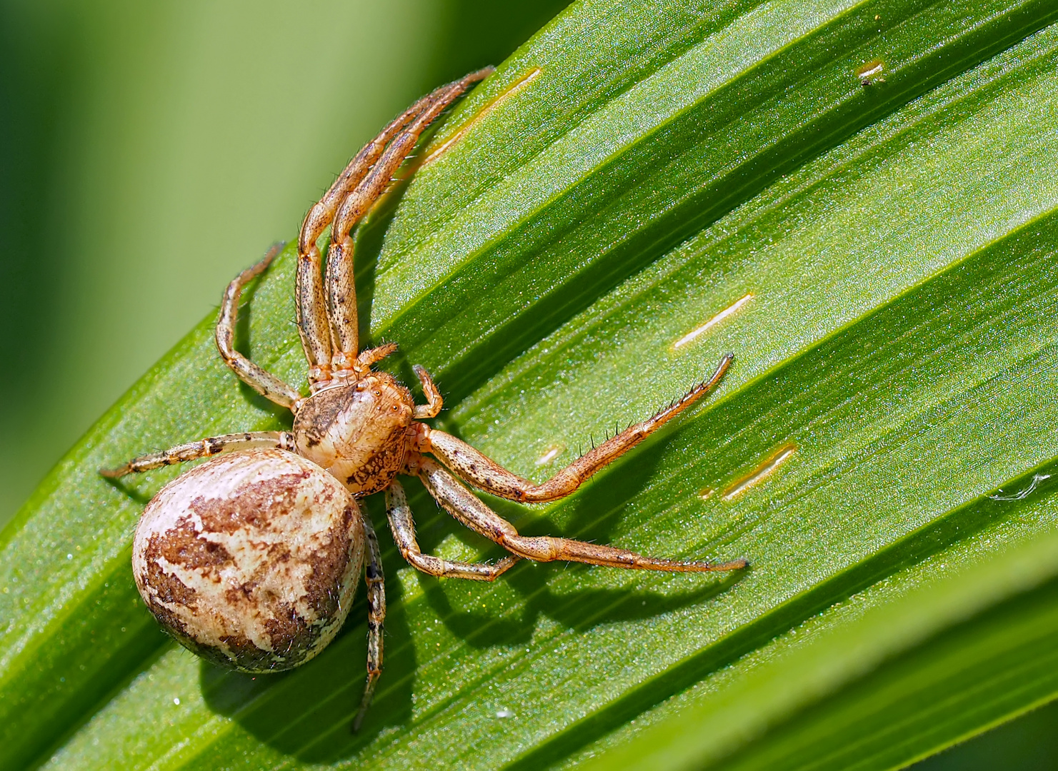 Sumpfkrabbenspinne (Xysticus ulmi). - Crabe araignée.