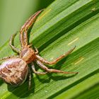 Sumpfkrabbenspinne (Xysticus ulmi). - Crabe araignée.