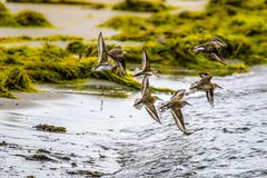 Sumpfläufer an der Ostsee