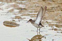 Sumpfläufer (Limicola falcinellus)