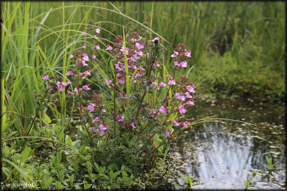 Sumpfläusekraut (Pedicularis palustris)