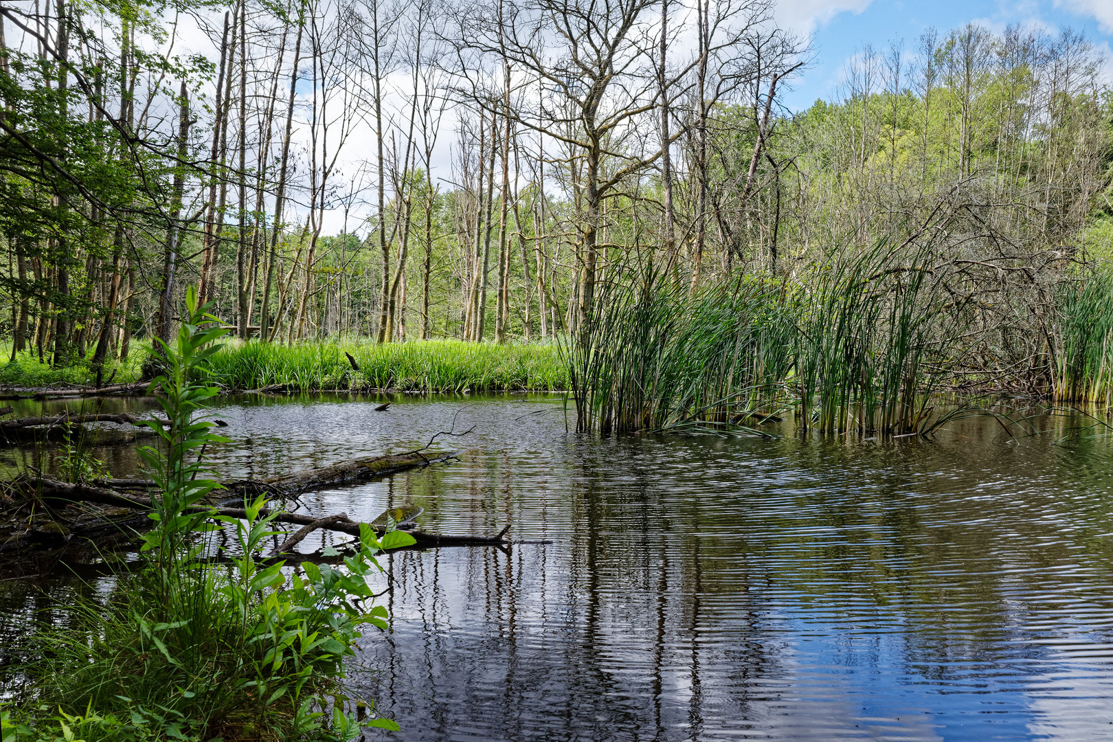 Sumpflandschaft  (2)