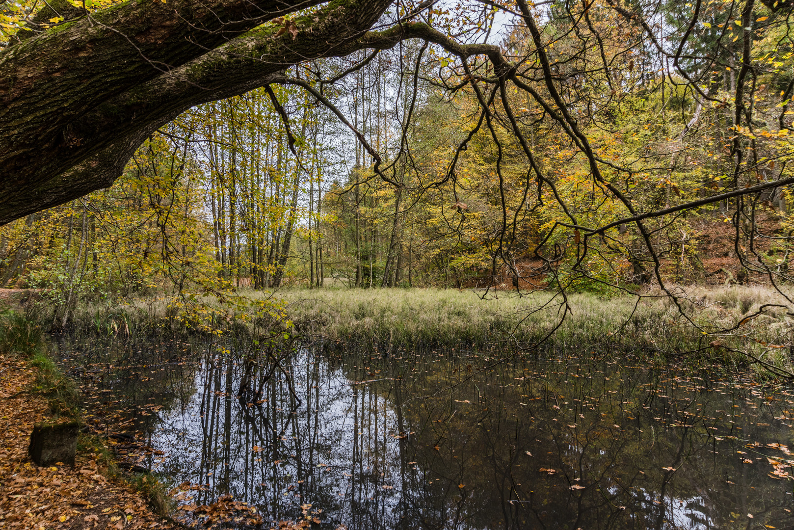 Sumpflandschaft (2)