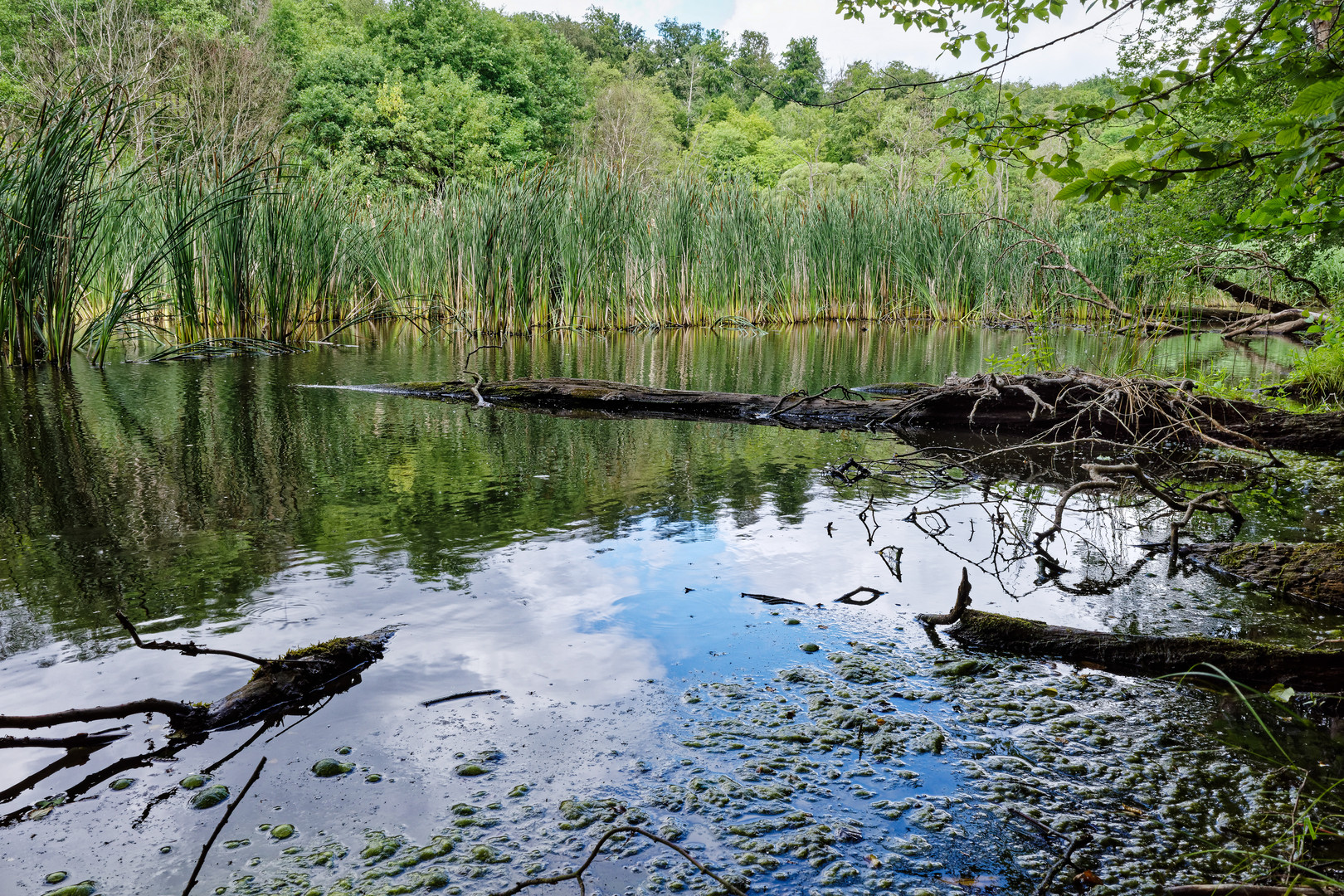 Sumpflandschaft  (3)