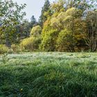 Sumpflandschaft am Netzbach