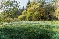 Sumpflandschaft am Netzbach