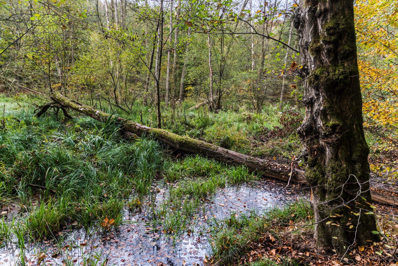 Sumpflandschaft am Netzbach (2)