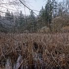 Sumpflandschaft am Wilden Netzbachpfad bei Fischbach/Saarland