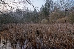 Sumpflandschaft am Wilden Netzbachpfad bei Fischbach/Saarland