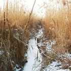 Sumpflandschaft bei eisigen Temperaturen und Sonne