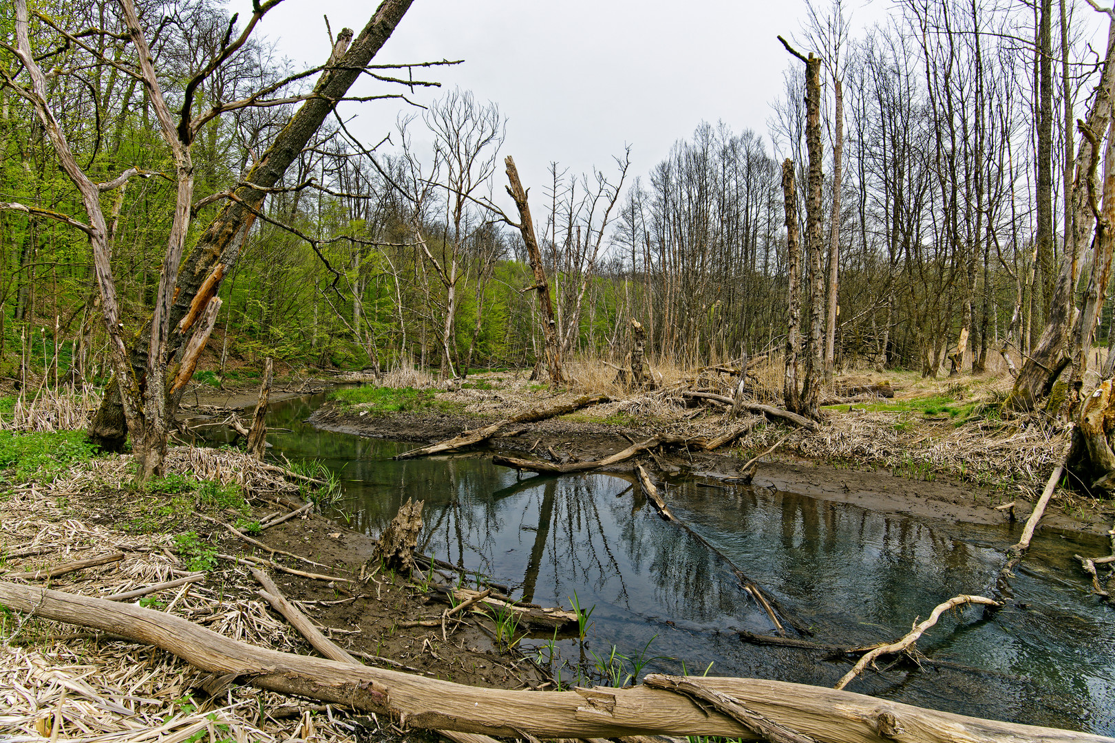 Sumpflandschaft bei Fischbach/Saar (10)