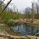 Sumpflandschaft bei Fischbach/Saar (10)