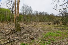 Sumpflandschaft bei Fischbach/Saar  (2)