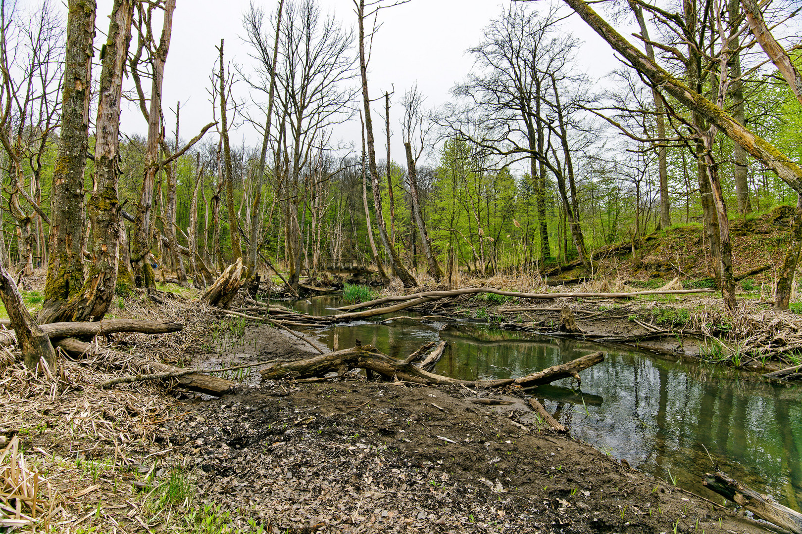 Sumpflandschaft bei Fischbach/Saar (3)