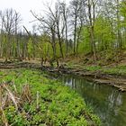 Sumpflandschaft bei Fischbach/Saar (4)