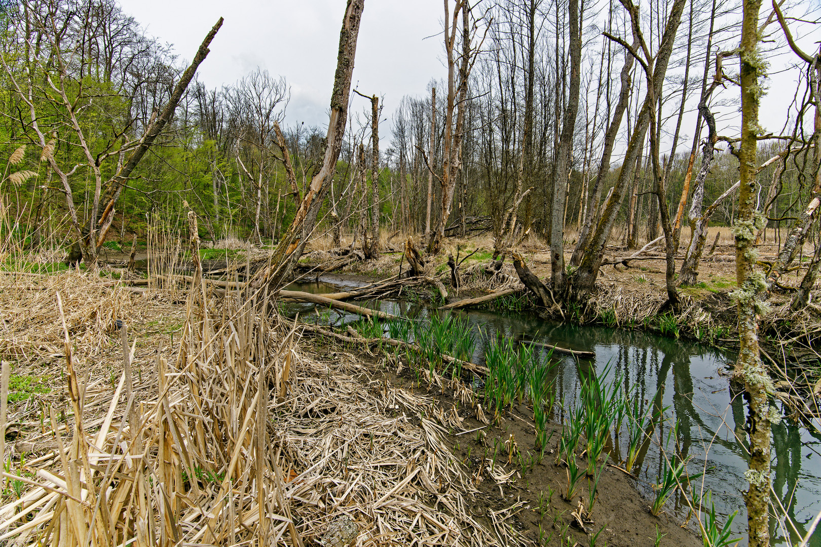 Sumpflandschaft bei Fischbach/Saar (5)