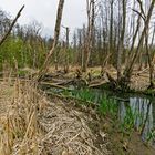 Sumpflandschaft bei Fischbach/Saar (5)