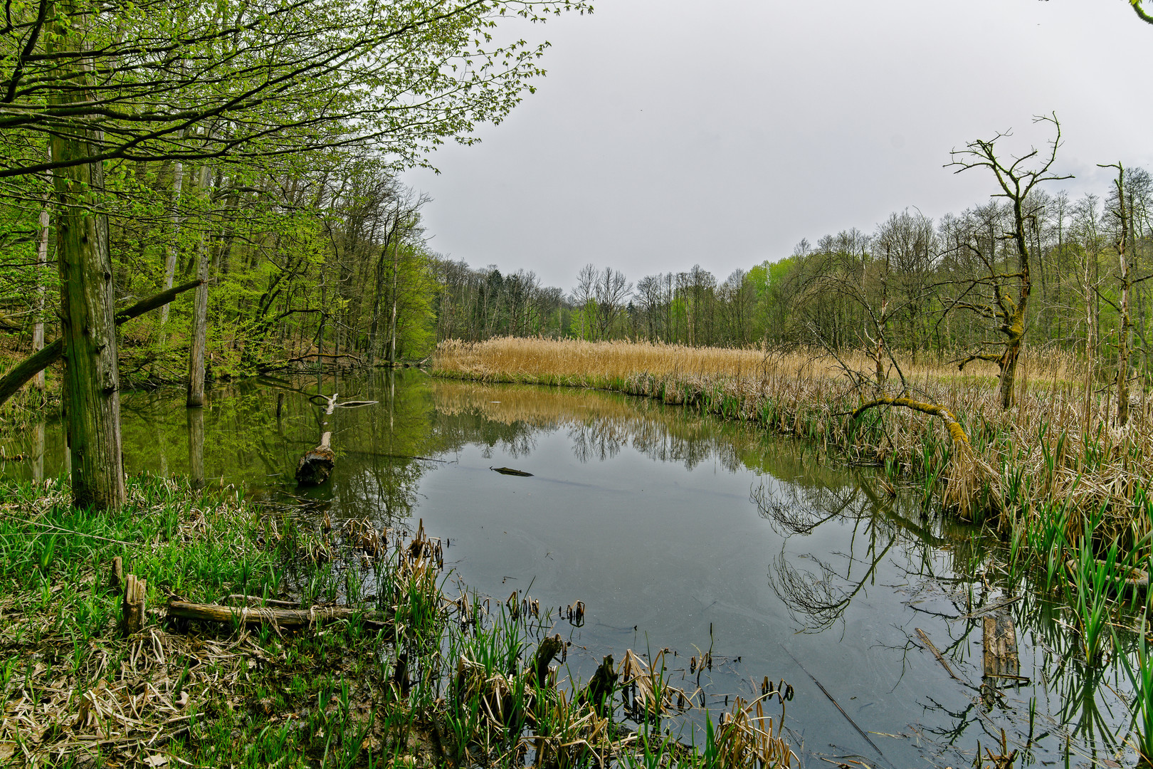 Sumpflandschaft bei Fischbach/Saar (6)