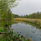 Sumpflandschaft bei Fischbach/Saar (6)