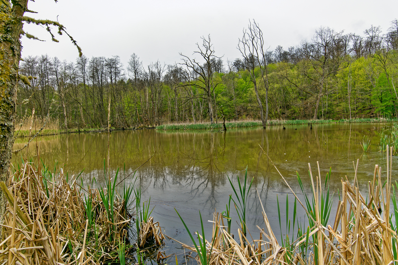 Sumpflandschaft bei Fischbach/Saar (7)