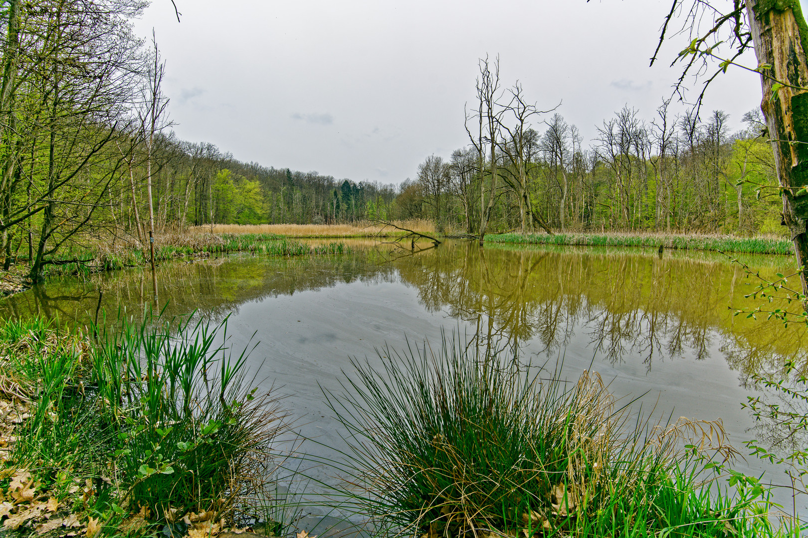 Sumpflandschaft bei Fischbach/Saar (8)