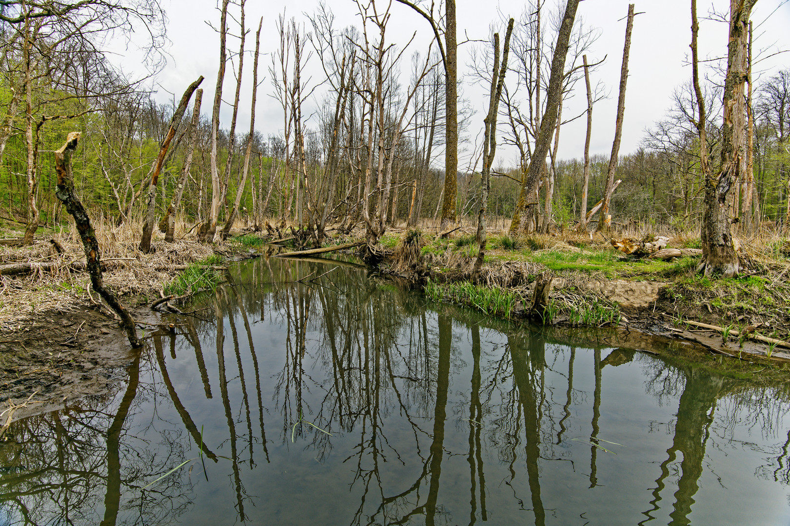 Sumpflandschaft bei Fischbach/Saar (9)