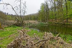 Sumpflandschaft bei Fischbach/Saar