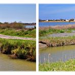 Sumpflandschaft der Camargue