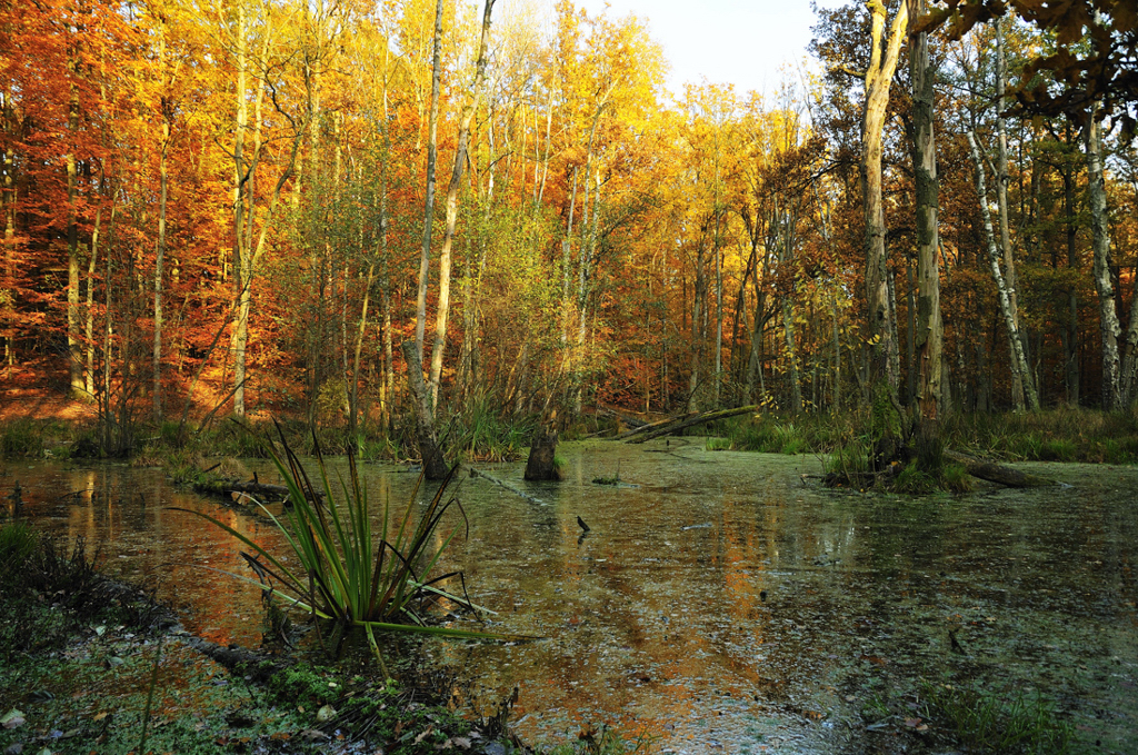 Sumpflandschaft im Schein der Abendsonne