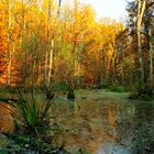 Sumpflandschaft im Schein der Abendsonne