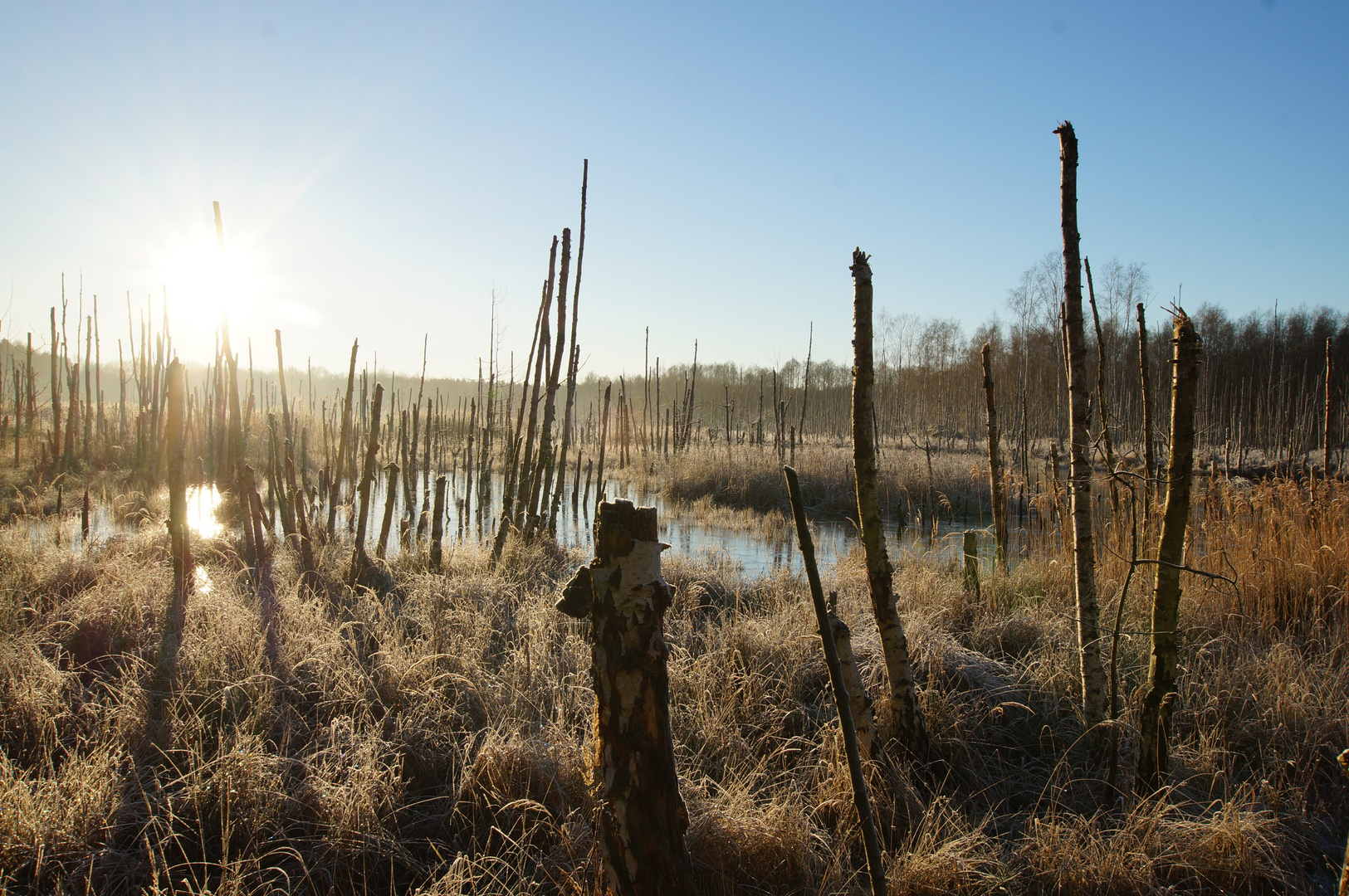 Sumpflandschaft im Winter