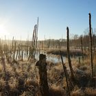 Sumpflandschaft im Winter