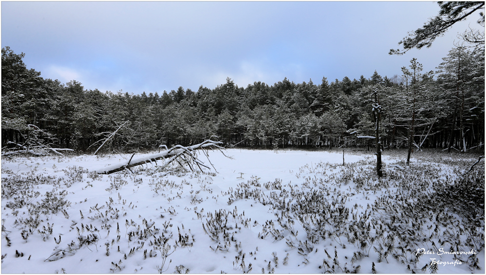 Sumpflandschaft im Winterkleid