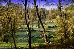 Sumpflandschaft in Neuss-Reuschenberg (2)