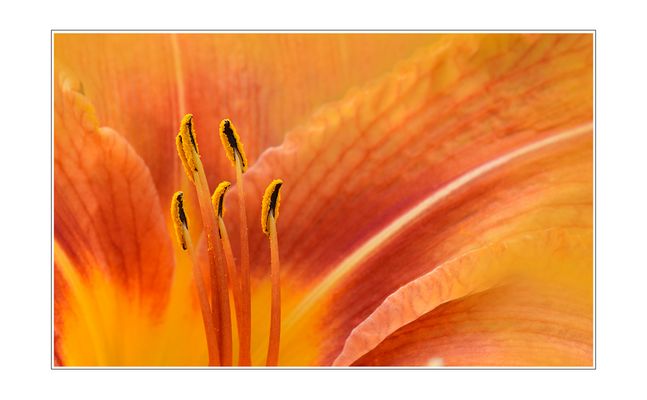 Sumpflilie mit eigenen Pantoffelchen ;O)